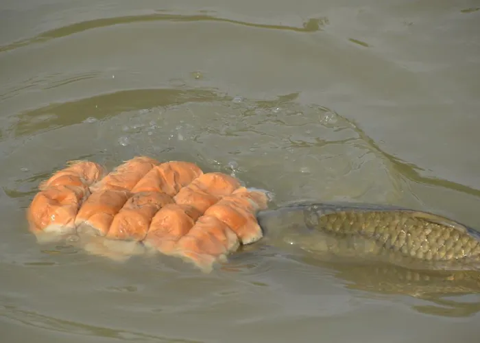 Lantgård Ca' Alleata