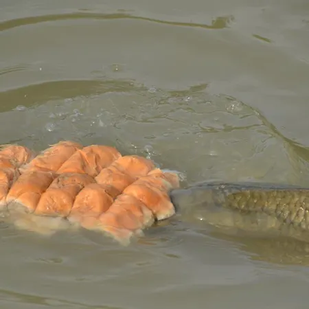 Κατάλυμα σε φάρμα Ca' Alleata