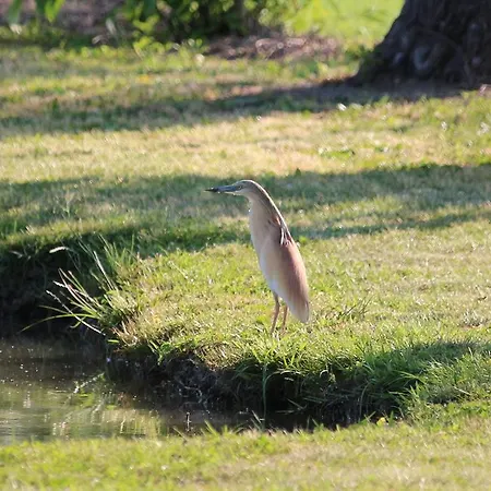 Ca' Alleata Κατάλυμα σε φάρμα *