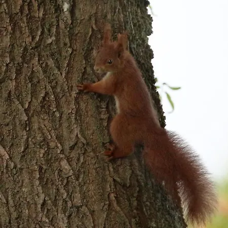 Ca' Alleata * カオルレ